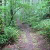 Beautiful & beckoning trail.
