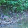 Can you spot the deer?  We almost didn't as we floated by it.  She looked like she had just swam the river, and may have been too tired to run.