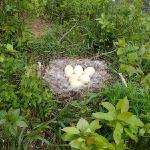 Goose Eggs on Island